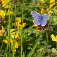 Common Blue 9 